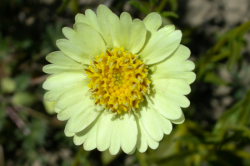 Photo taken in the Los Padres National Forest, Ventura County © 2003 Christopher L. Christie. 